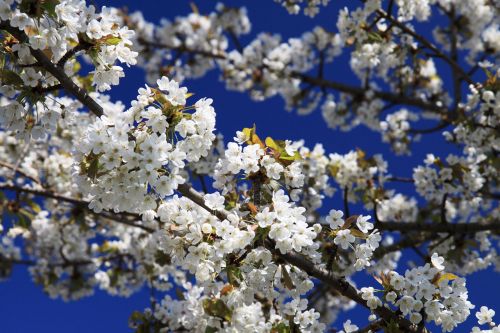 Cherry In Blossom