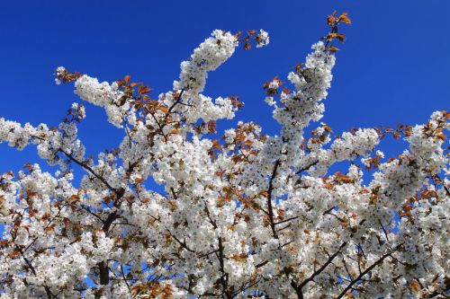 Cherry Tree In Blossom