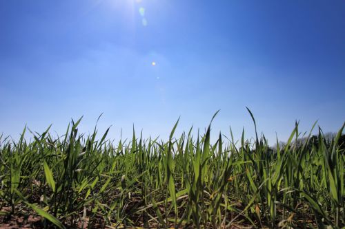 Grass With Blue Sky