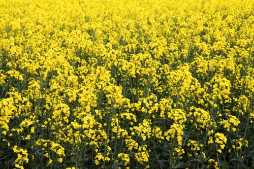 Rapeseed Field