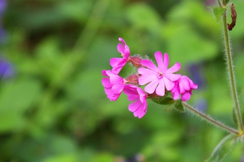 Pink Forest Flower