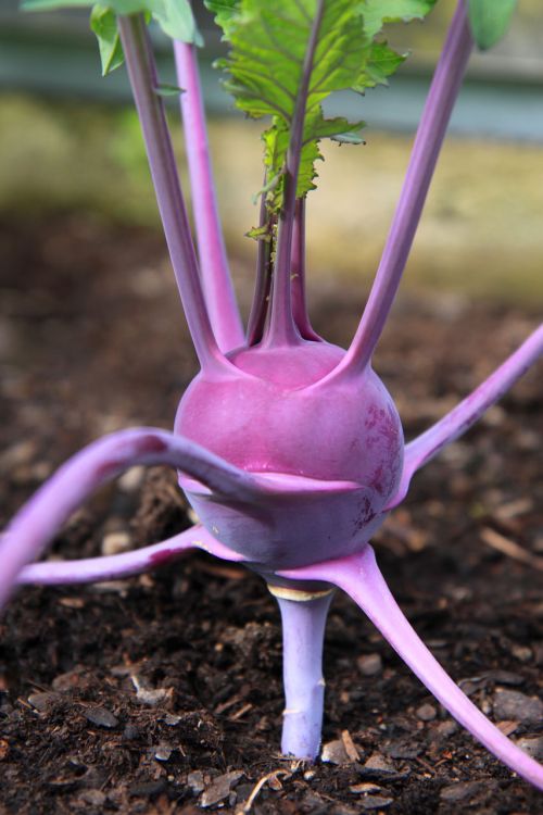 Kohlrabi