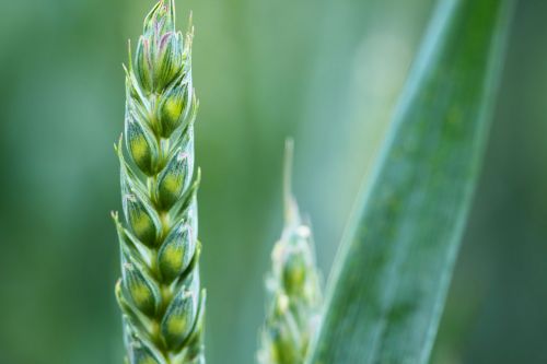 Green Wheat