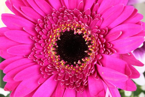 Pink Gerbera