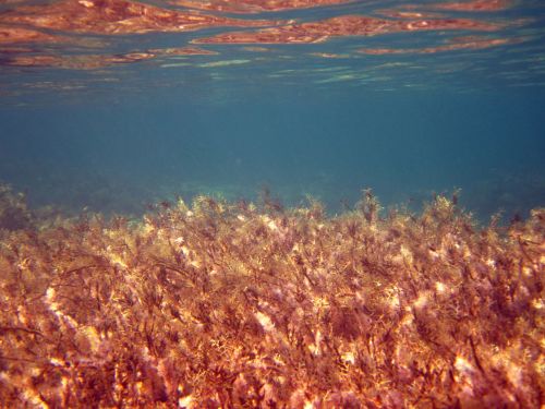 Seaweed In Ocean