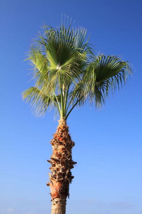 Palm Tree And Blue Sky