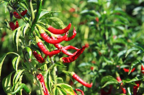 Chili Plant