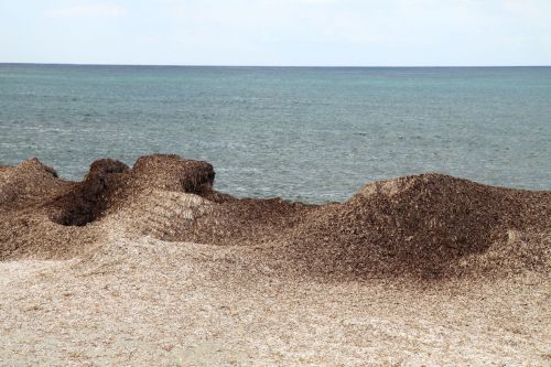 Seaweed And Ocean