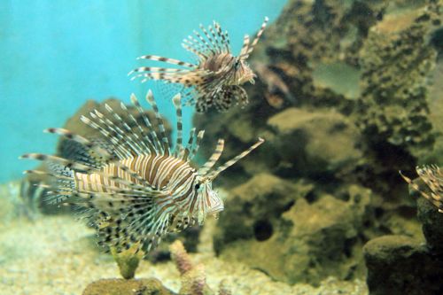 Red Lionfish