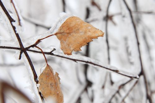 Frozen Leaves In Winter