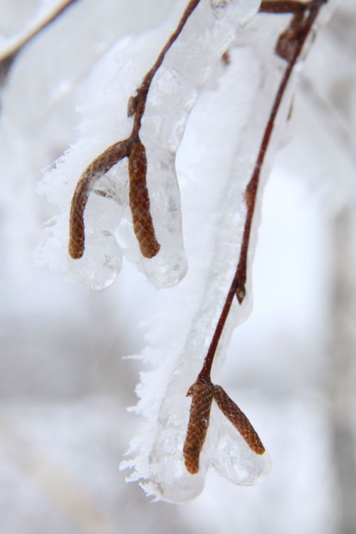 Frozen Birch Plant