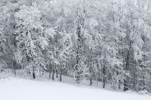 Snow Covered Trees