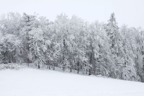 Snow Covered Forest