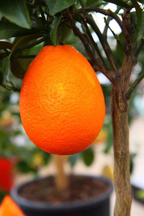 Growing Orange