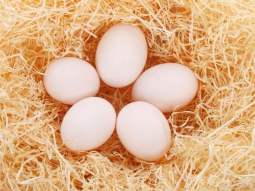 Five Eggs