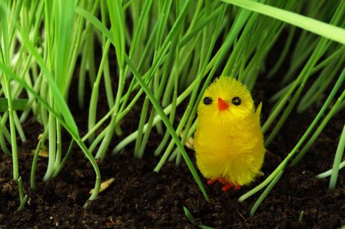 Chick In Grass