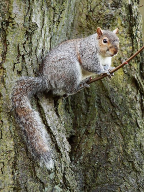 Squirrel On Branch