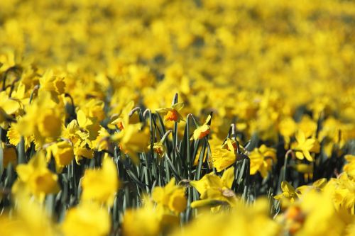 Field Of Daffodils