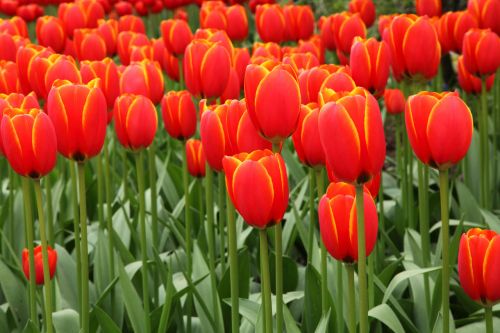 Red Tulip Background