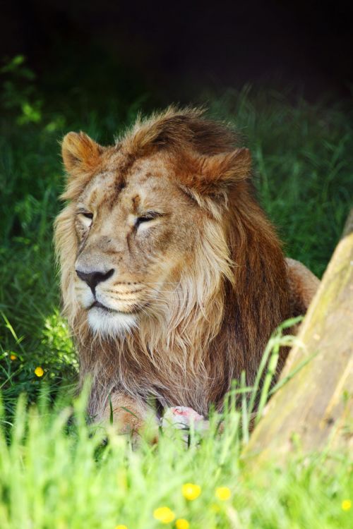 Male Lion