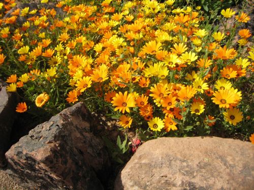 Sunny Yellow Flower