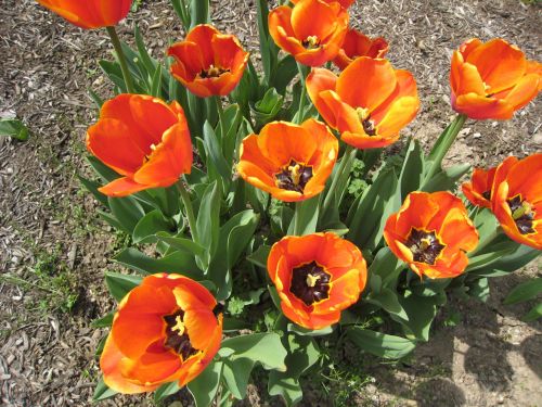 Orange Tulips