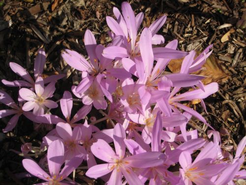 Purple Autumn Crocus