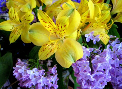 Lilac&#039;s And Peruvian Lilies