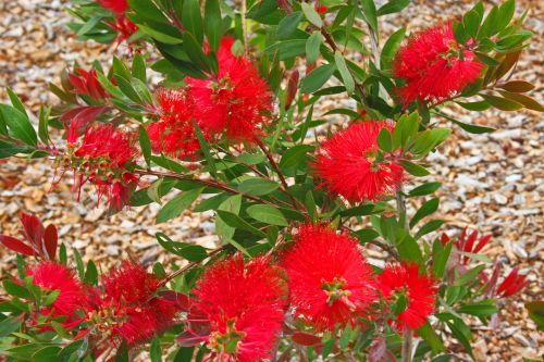 Bottlebrush Flowers