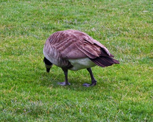 Goose Eating