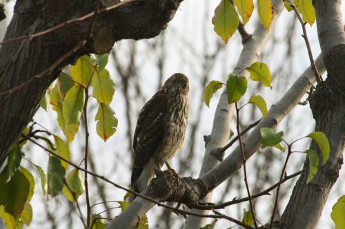 Young Hawk