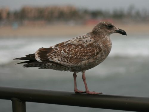 Seagull