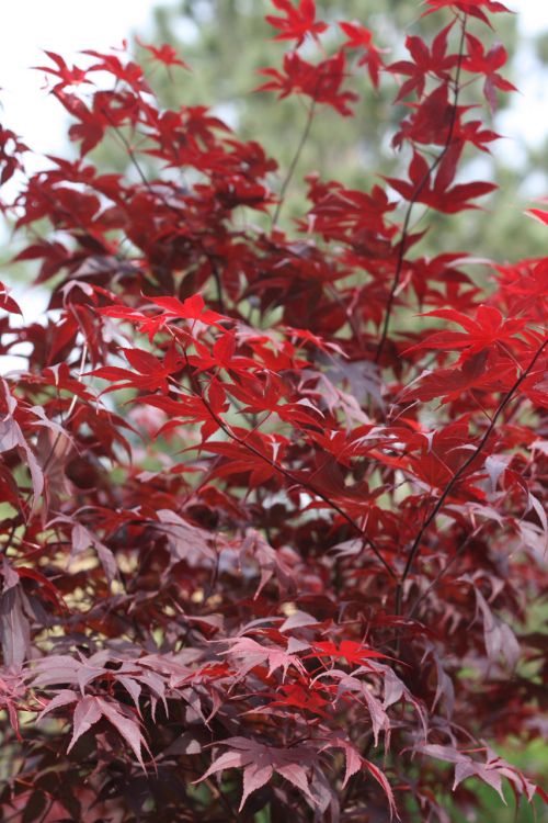 Red Japanese Maple