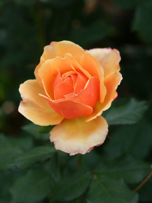 Creamsicle Rose