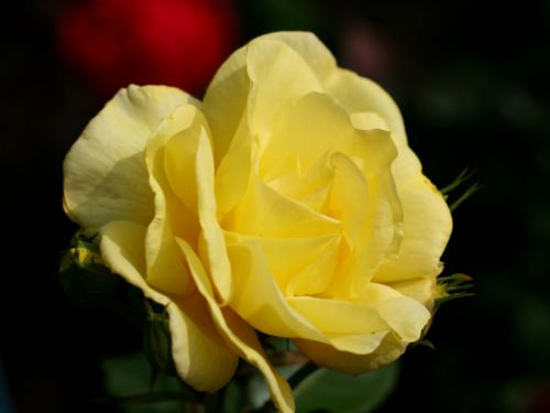 Yellow Sunlit Rose