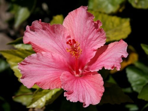 Pink Hibiscus Blossom