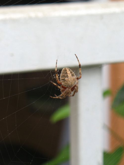 Spider In Its Web