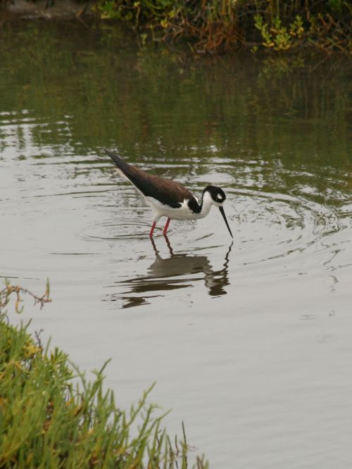 Black-necked Stilt