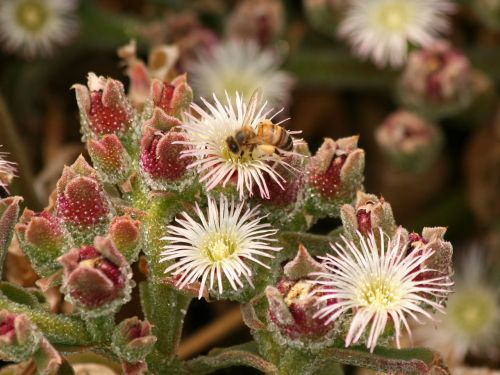 Honey Bee On Ice Plant