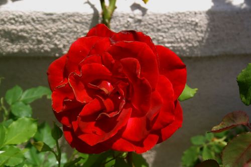 Red Rose