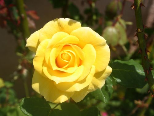 Yellow Rose