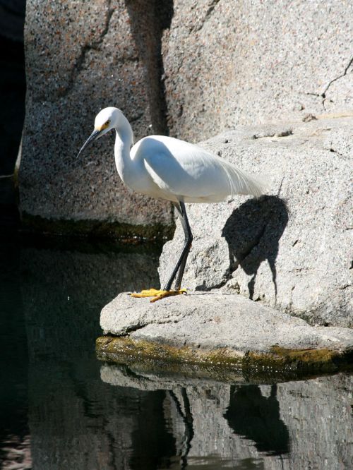 Snowy Egret