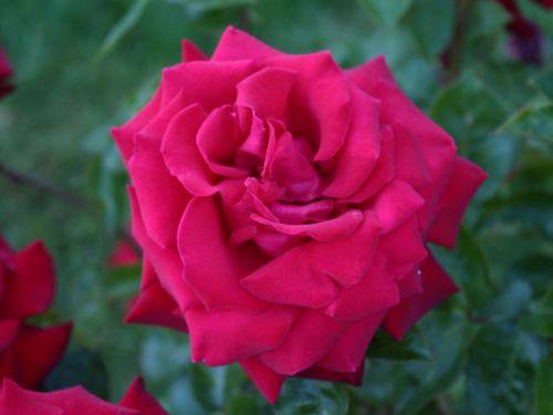 Light Red Rose Bloom