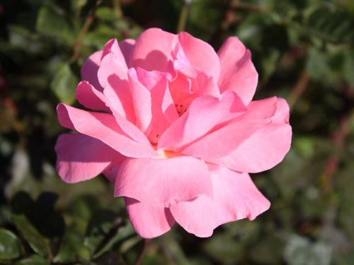 Pink Rose Bloom