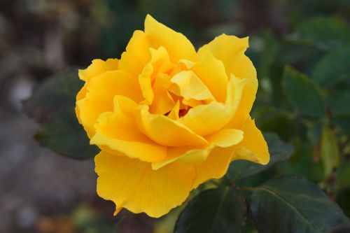 Yellow Rose Bloom