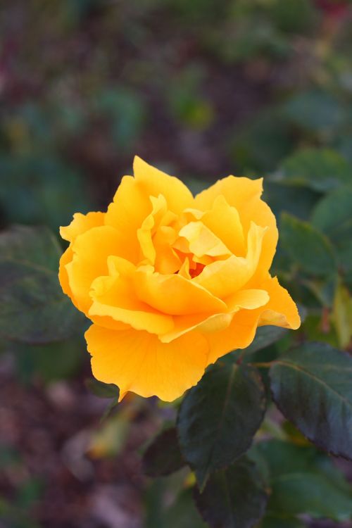 Yellow Rose Bloom