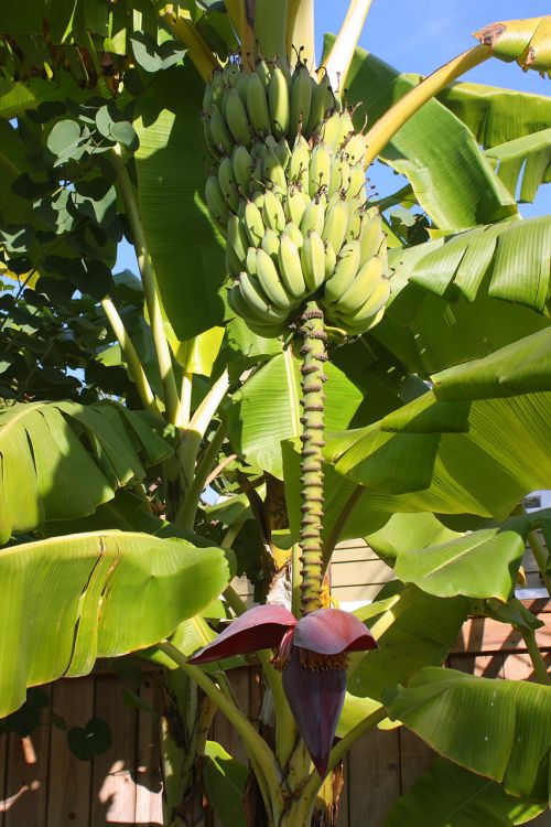 Banana Tree With Fruit And Blossom