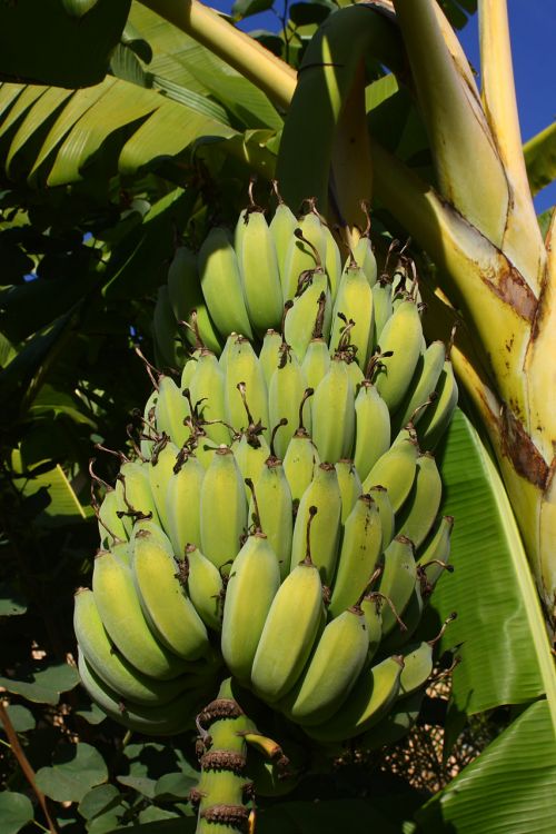 Bananas Ripening On The Tree