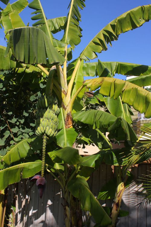 Banana Tree With Fruit And Blossom