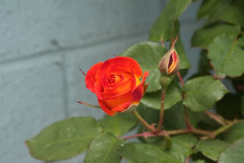 Orange And Yellow Rosebud